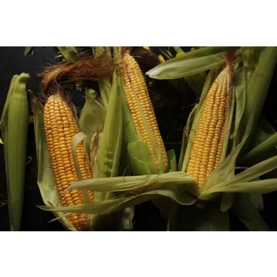 50kg Maize Meal Starter Pack